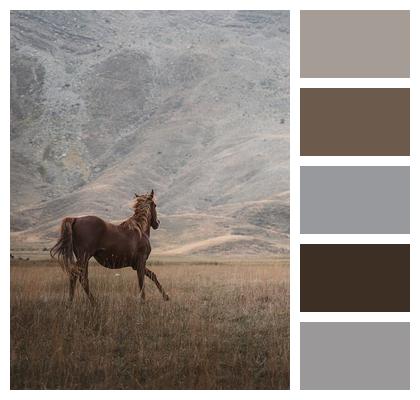 Steppe Wild Horse Animal Image